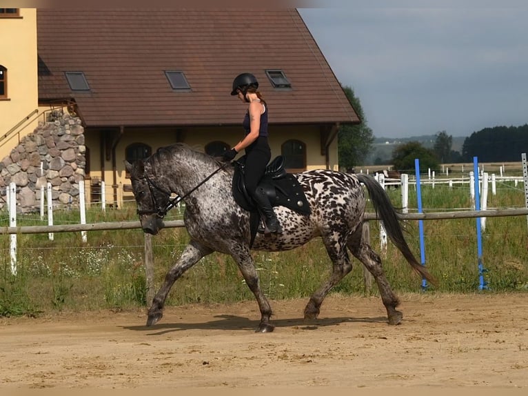 Cavallo sportivo polacco Castrone 8 Anni 162 cm Leopard in Sanok