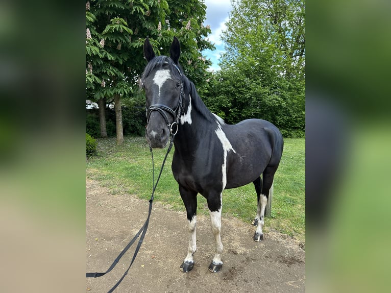 Cavallo sportivo polacco Castrone 8 Anni 164 cm Pezzato in Hanau