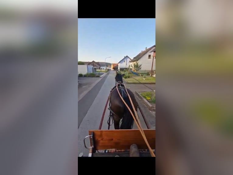 Cavallo sportivo polacco Castrone 8 Anni 169 cm Baio scuro in Wahlen