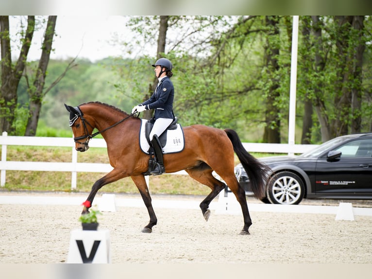 Cavallo sportivo polacco Castrone 8 Anni 173 cm Baio ciliegia in Podlesie