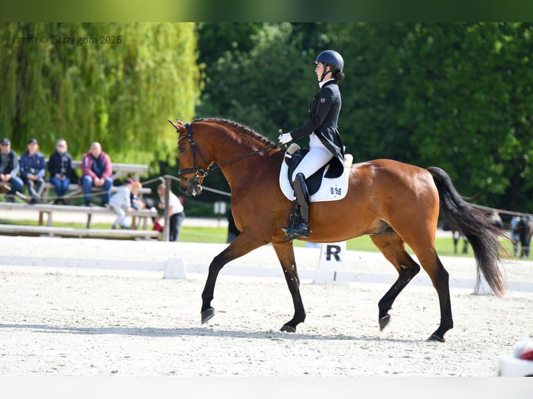 Cavallo sportivo polacco Castrone 8 Anni 173 cm Baio ciliegia in Podlesie