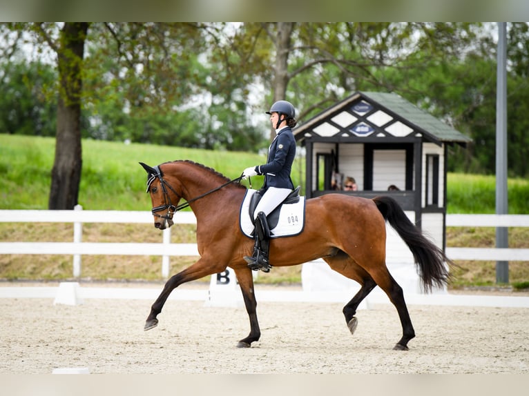 Cavallo sportivo polacco Castrone 8 Anni 173 cm Baio ciliegia in Podlesie