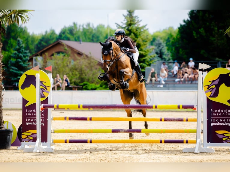 Cavallo sportivo polacco Castrone 8 Anni 175 cm Baio ciliegia in Kiczyce