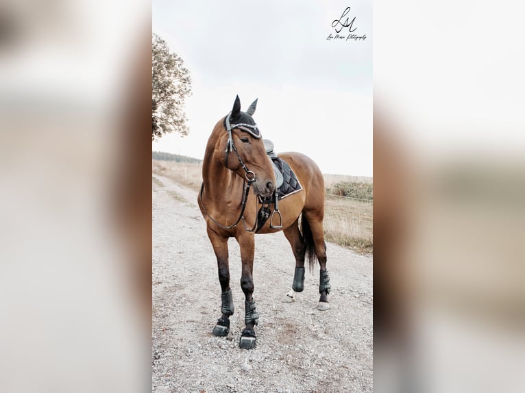 Cavallo sportivo polacco Castrone 9 Anni 158 cm Baio in ZwönitzKühnhaide