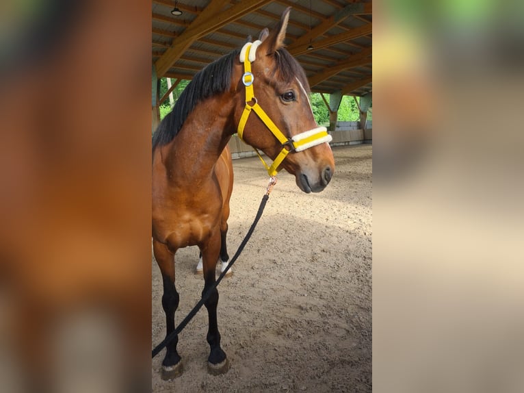 Cavallo sportivo polacco Castrone 9 Anni 160 cm Baio in Markgröningen