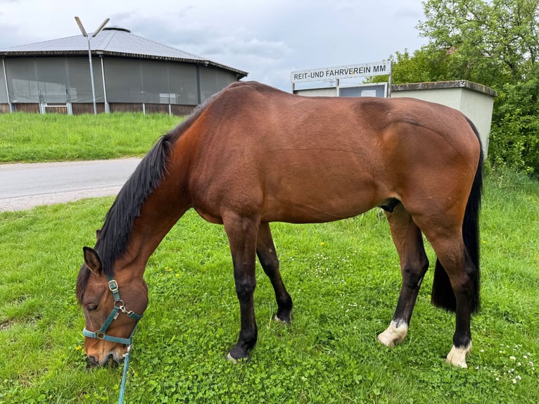 Cavallo sportivo polacco Castrone 9 Anni 160 cm Baio in Markgröningen