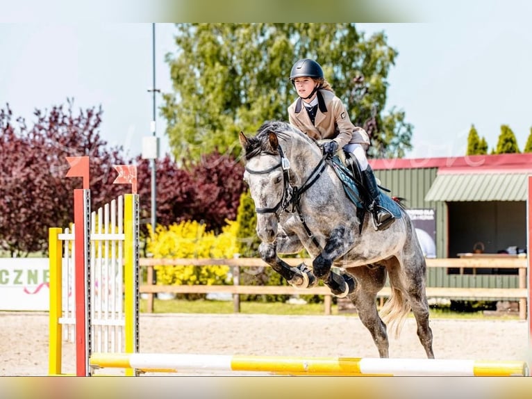 Cavallo sportivo polacco Castrone 9 Anni 160 cm Grigio in Görlitz