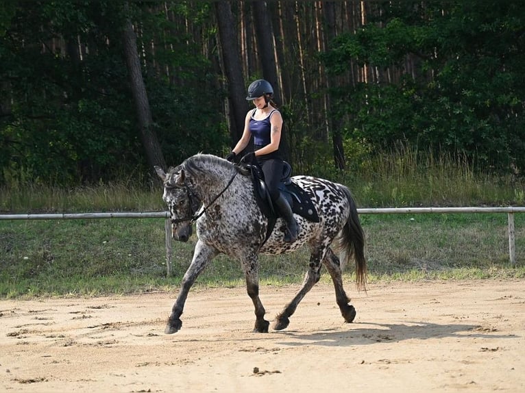 Cavallo sportivo polacco Castrone 9 Anni 162 cm Leopard in Santok