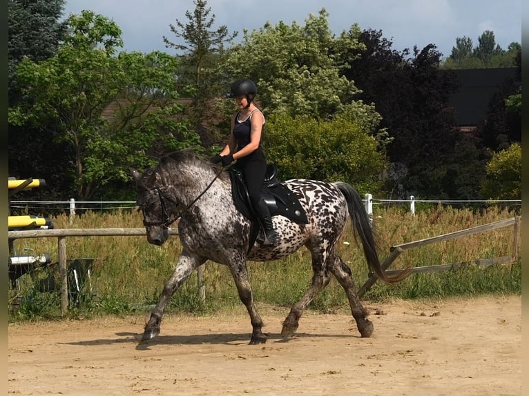 Cavallo sportivo polacco Castrone 9 Anni 162 cm Leopard in Santok