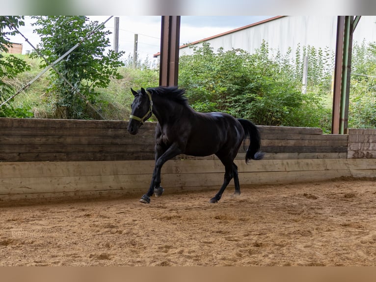 Cavallo sportivo polacco Castrone 9 Anni 166 cm Baio nero in Bonstetten