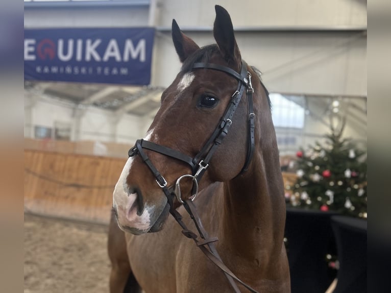 Cavallo sportivo polacco Castrone 9 Anni 167 cm Baio ciliegia in Zaręby
