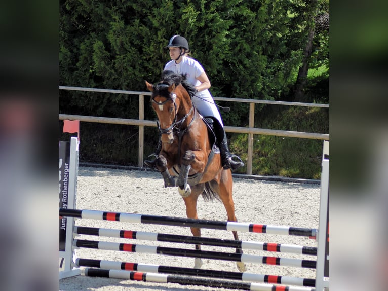 Cavallo sportivo polacco Castrone 9 Anni 175 cm Baio ciliegia in Train