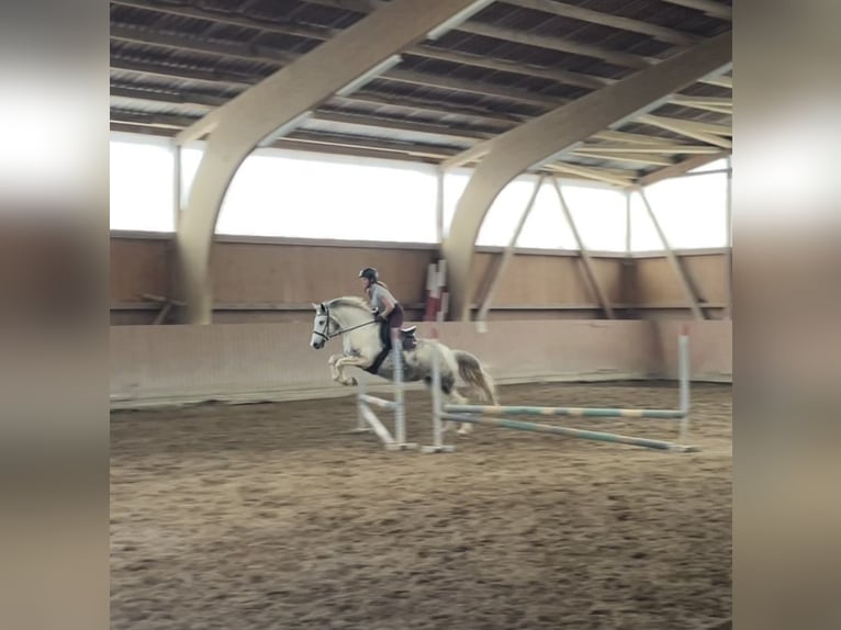 Cavallo sportivo polacco Mix Giumenta 10 Anni 152 cm Grigio pezzato in Angelbachtal