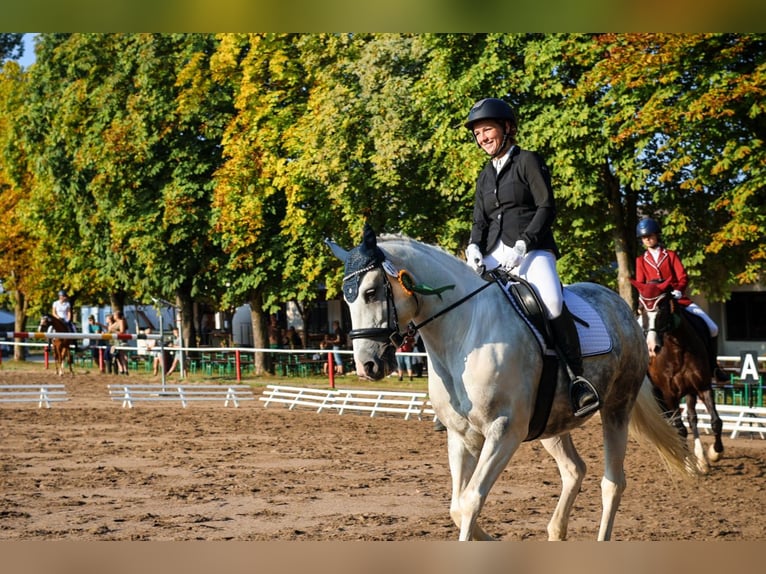 Cavallo sportivo polacco Mix Giumenta 10 Anni 152 cm Grigio pezzato in Angelbachtal