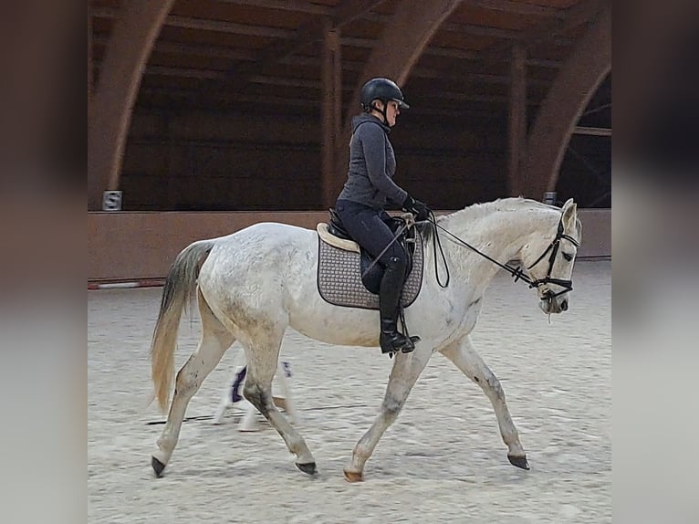 Cavallo sportivo polacco Giumenta 10 Anni 162 cm Grigio in Forst