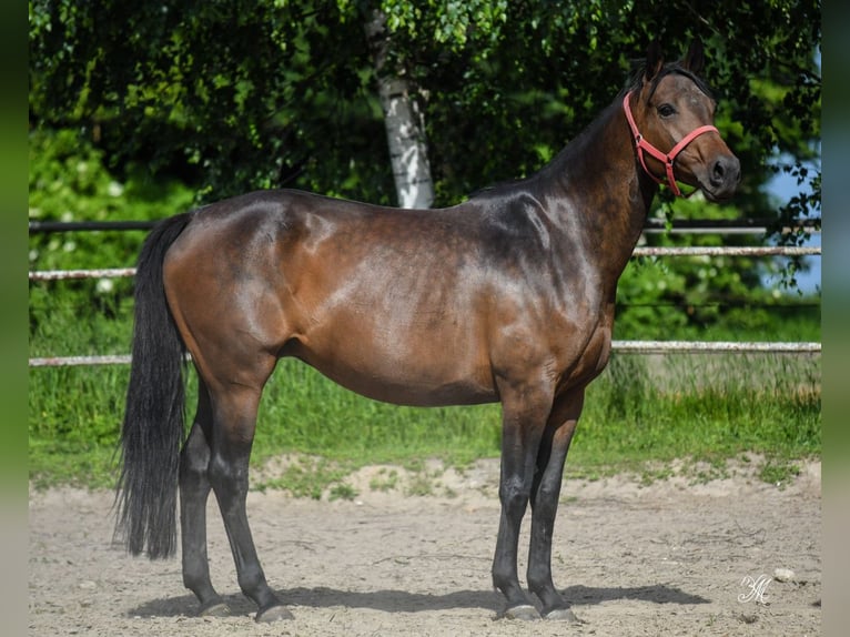 Cavallo sportivo polacco Giumenta 10 Anni 163 cm Baio in Jasienica Dolna