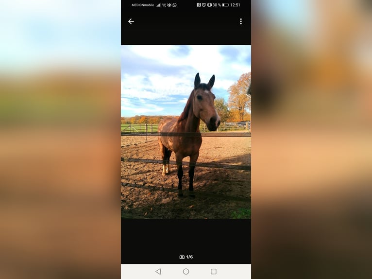 Cavallo sportivo polacco Giumenta 10 Anni 163 cm Falbo in Nordkirchen