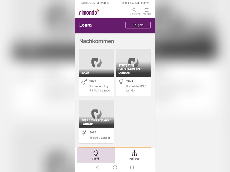 Cavallo sportivo polacco Giumenta 10 Anni 163 cm Falbo in Nordkirchen