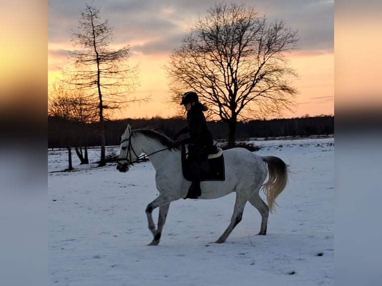 Cavallo sportivo polacco Giumenta 10 Anni 163 cm Grigio in Forst