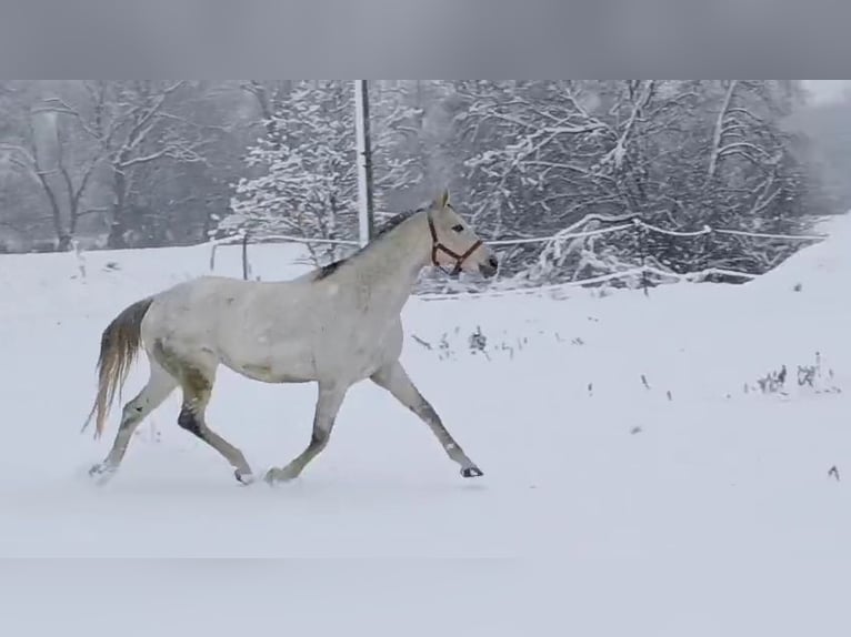 Cavallo sportivo polacco Giumenta 10 Anni 163 cm Grigio in Forst