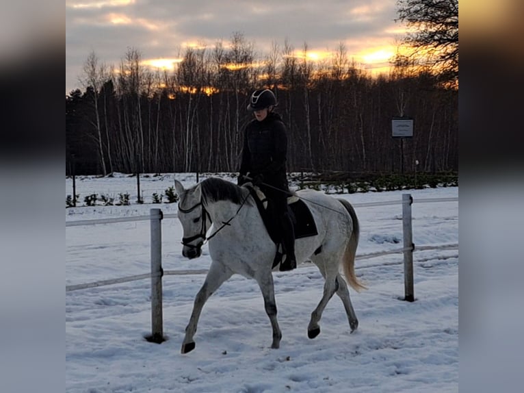 Cavallo sportivo polacco Giumenta 10 Anni 163 cm Grigio in Forst