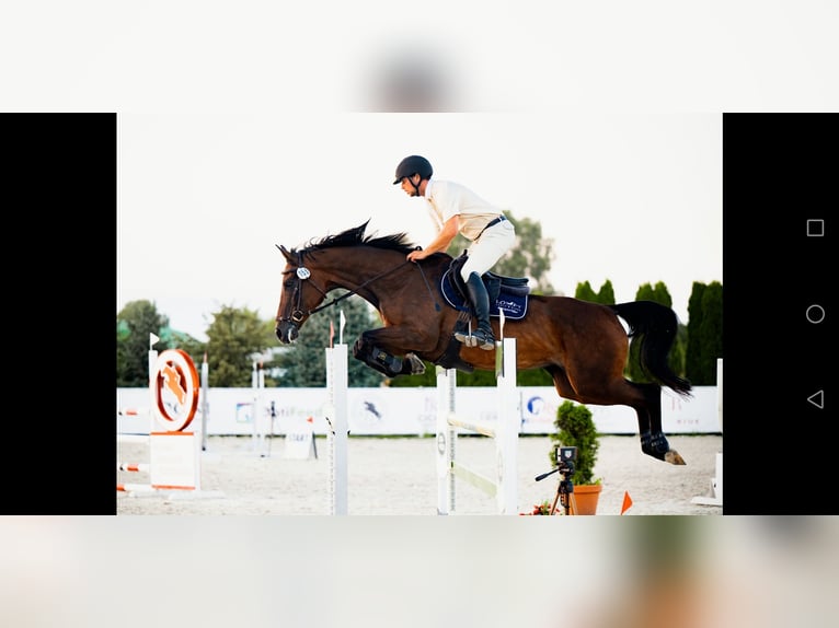 Cavallo sportivo polacco Giumenta 10 Anni 164 cm Baio scuro in Prudnik