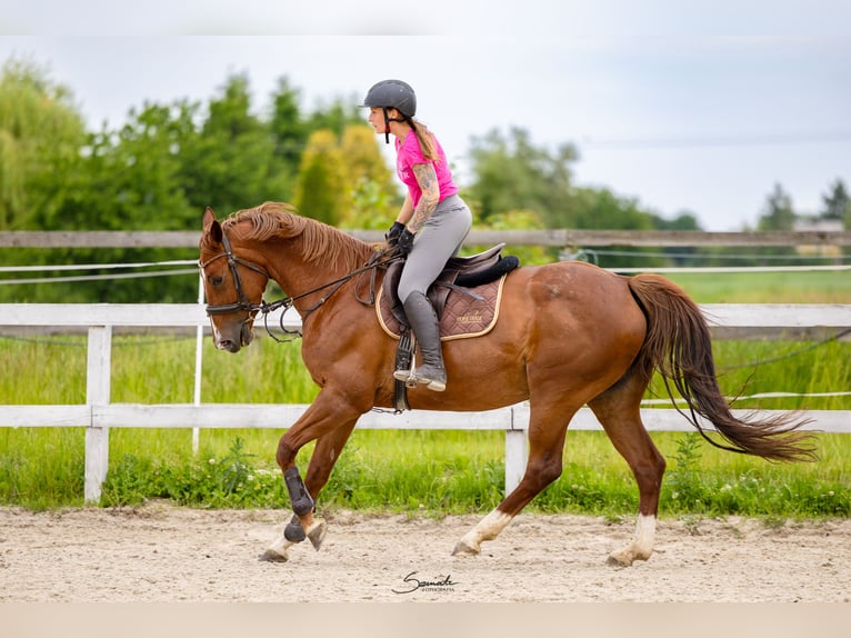 Cavallo sportivo polacco Giumenta 10 Anni 165 cm Sauro scuro in Marysin