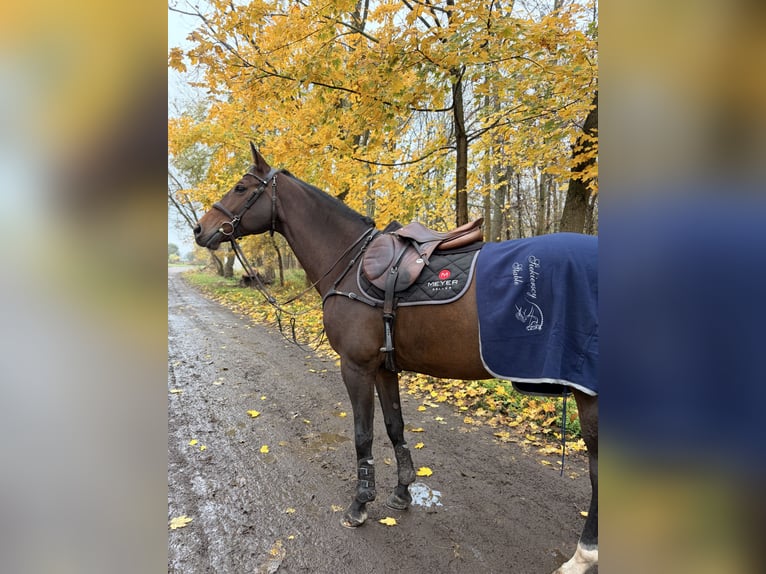 Cavallo sportivo polacco Giumenta 10 Anni 167 cm Baio in Poznań