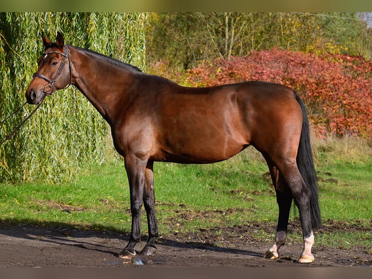 Cavallo sportivo polacco Giumenta 10 Anni 167 cm Baio in Iwno
