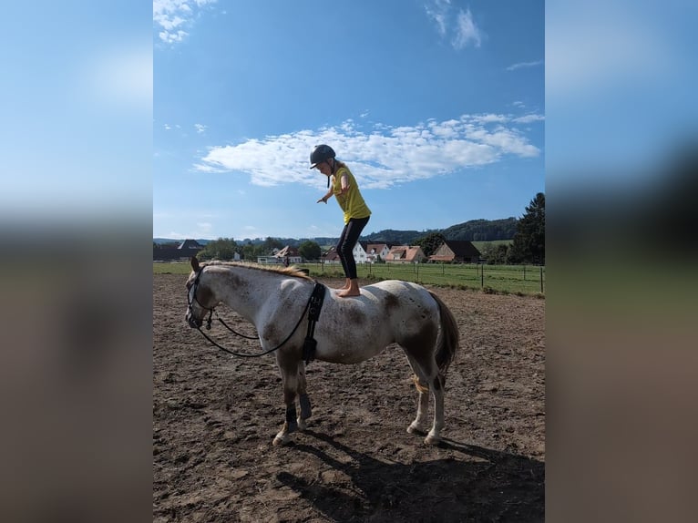 Cavallo sportivo polacco Giumenta 11 Anni 155 cm Grigio in Guggenhausen