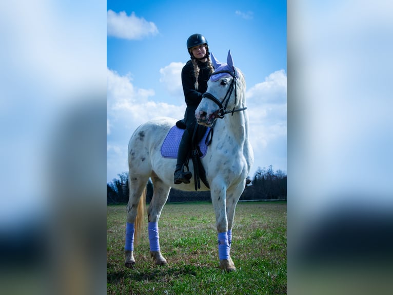 Cavallo sportivo polacco Giumenta 11 Anni 156 cm Leopard in Żnin