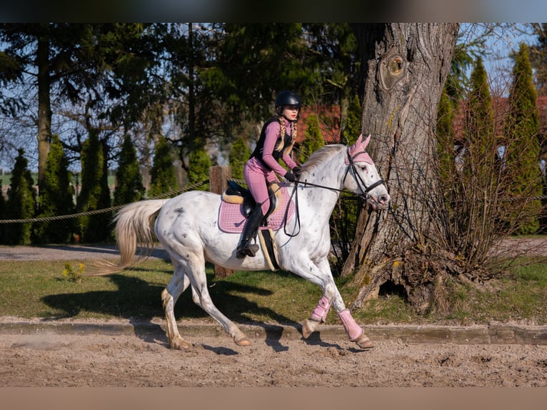 Cavallo sportivo polacco Giumenta 11 Anni 156 cm Leopard in Żnin