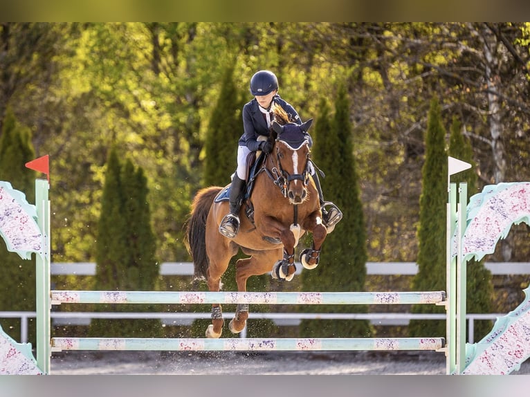 Cavallo sportivo polacco Giumenta 11 Anni 158 cm Sauro in Warszawa