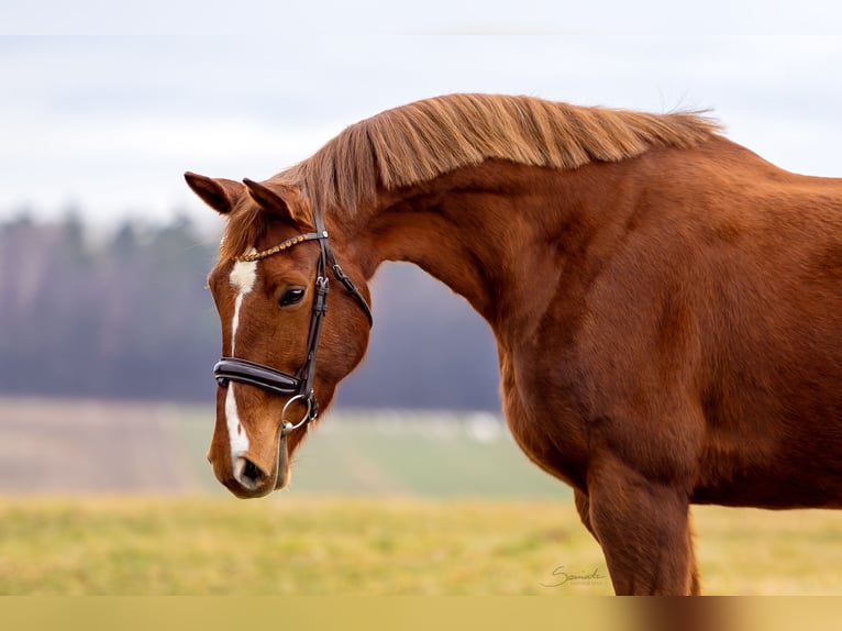 Cavallo sportivo polacco Giumenta 11 Anni 165 cm Sauro scuro in Marysin