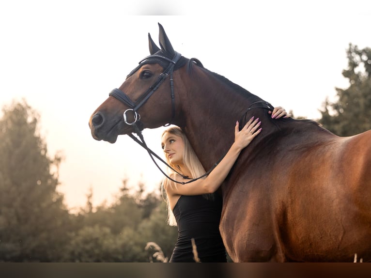 Cavallo sportivo polacco Giumenta 11 Anni 167 cm Baio ciliegia in Grzmiąca