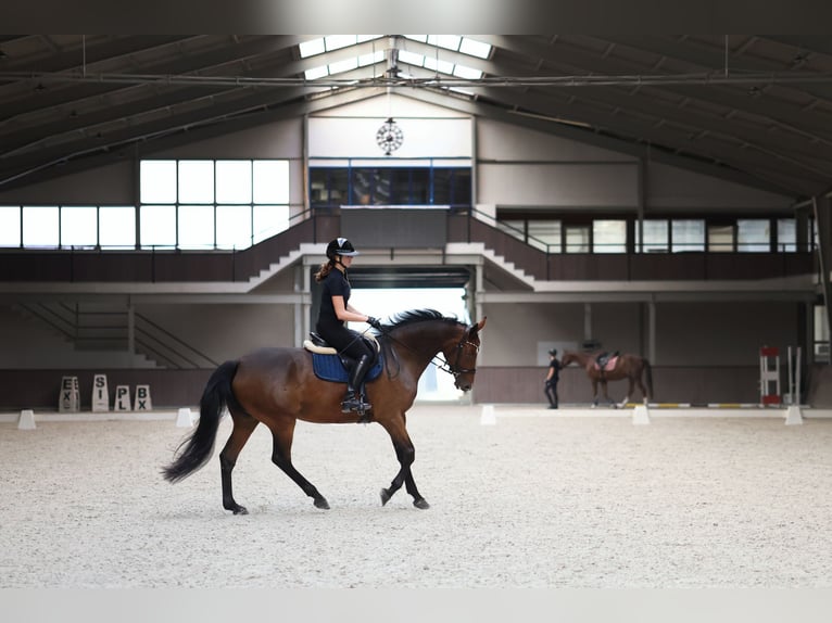 Cavallo sportivo polacco Giumenta 11 Anni 168 cm Baio ciliegia in Cicha Góra