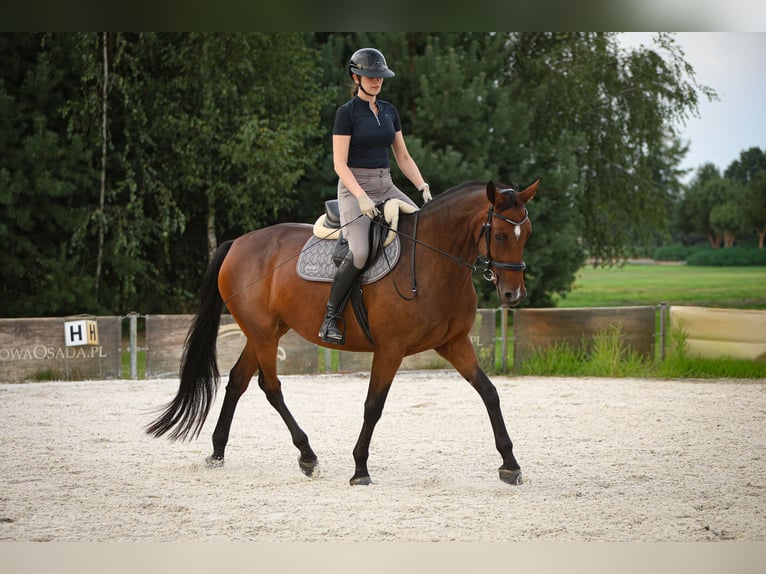 Cavallo sportivo polacco Giumenta 11 Anni 168 cm Baio ciliegia in Cicha Góra