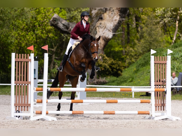 Cavallo sportivo polacco Giumenta 11 Anni 168 cm Baio ciliegia in Cicha Góra