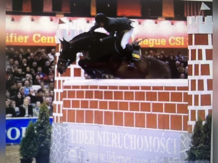 Cavallo sportivo polacco Giumenta 11 Anni 168 cm Baio scuro in Papenhagen