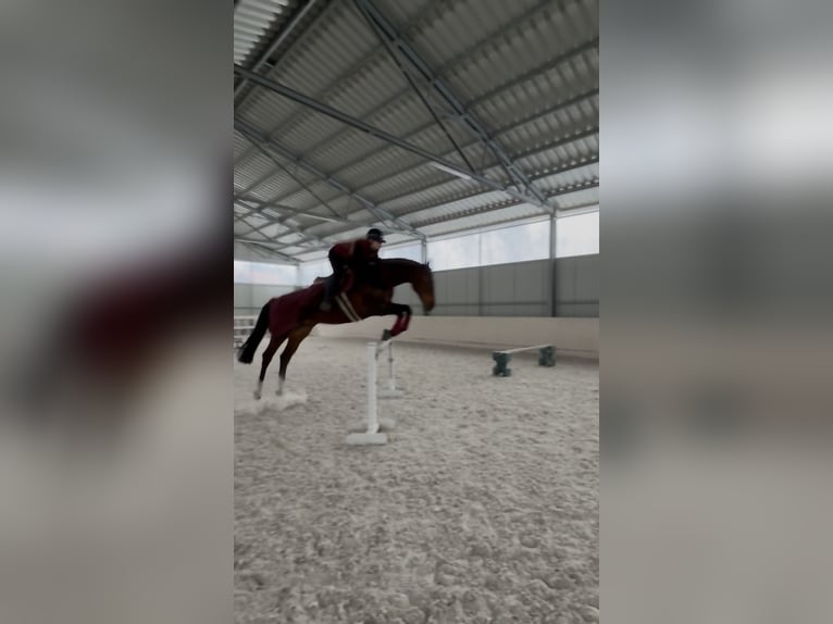 Cavallo sportivo polacco Giumenta 11 Anni 170 cm Baio in Poznań