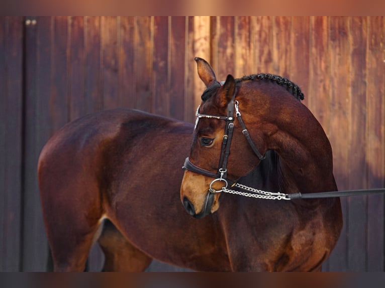 Cavallo sportivo polacco Giumenta 11 Anni 170 cm Baio in Poznań