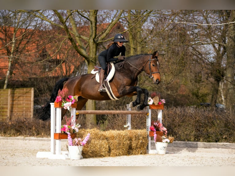 Cavallo sportivo polacco Giumenta 11 Anni 170 cm Baio in Poznań