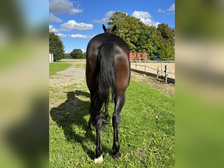 Cavallo sportivo polacco Giumenta 12 Anni 168 cm Baio scuro in Papenhagen