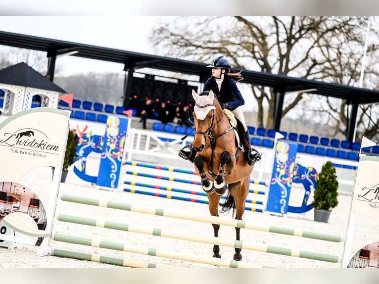 Cavallo sportivo polacco Giumenta 12 Anni 170 cm Baio in Wrocław