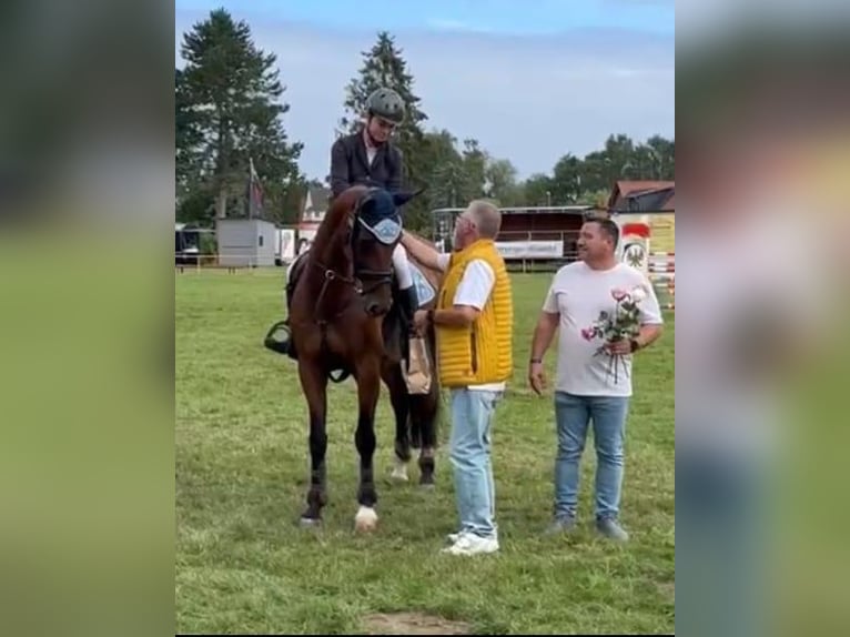 Cavallo sportivo polacco Giumenta 13 Anni 165 cm Baio in Papenhagen