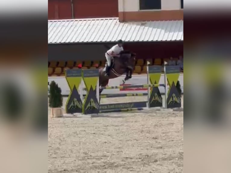 Cavallo sportivo polacco Giumenta 13 Anni 165 cm Baio in Papenhagen