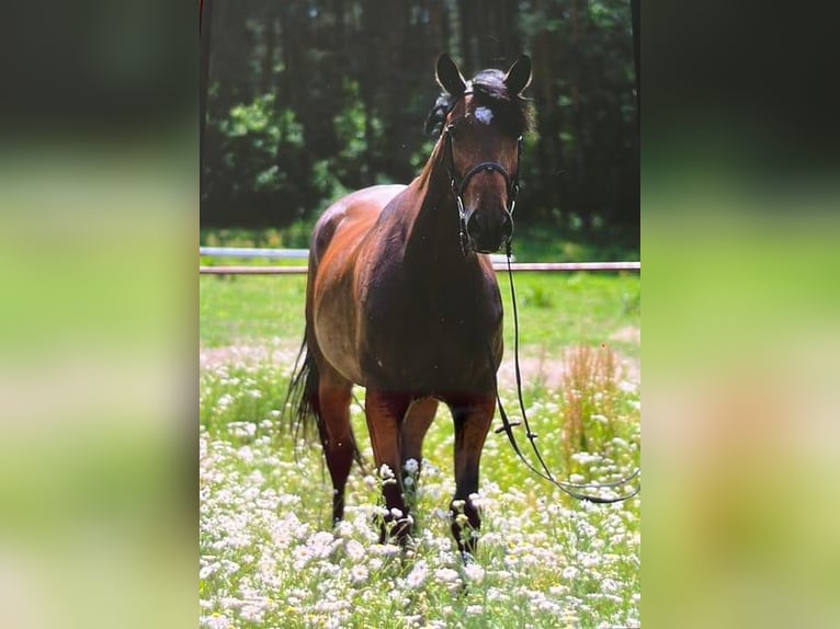 Cavallo sportivo polacco Giumenta 13 Anni 165 cm Baio in Papenhagen