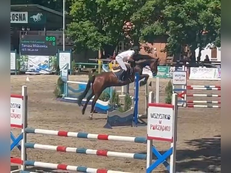 Cavallo sportivo polacco Giumenta 13 Anni 165 cm Baio in Papenhagen
