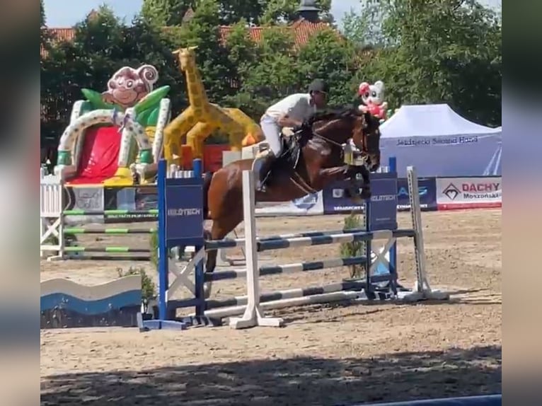 Cavallo sportivo polacco Giumenta 13 Anni 165 cm Baio in Papenhagen
