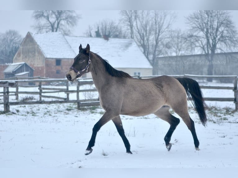 Cavallo sportivo polacco Giumenta 13 Anni 167 cm Pelle di daino in Piecowice